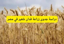 دراسة جدوى زراعة فدان شعير في مصر