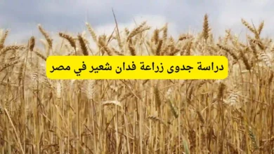 دراسة جدوى زراعة فدان شعير في مصر