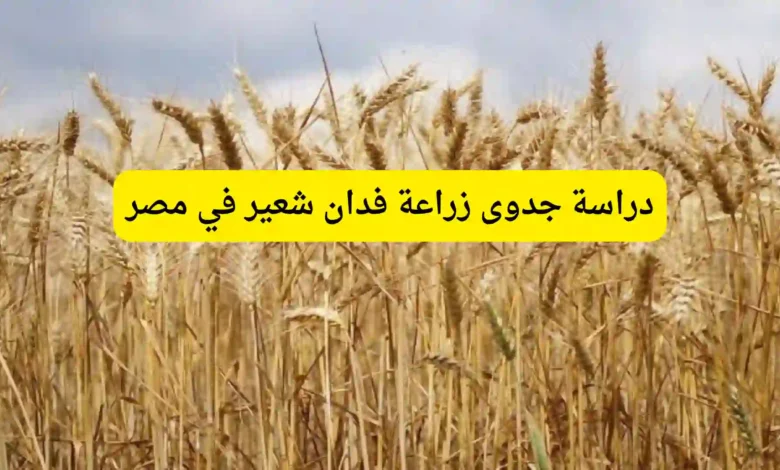 دراسة جدوى زراعة فدان شعير في مصر