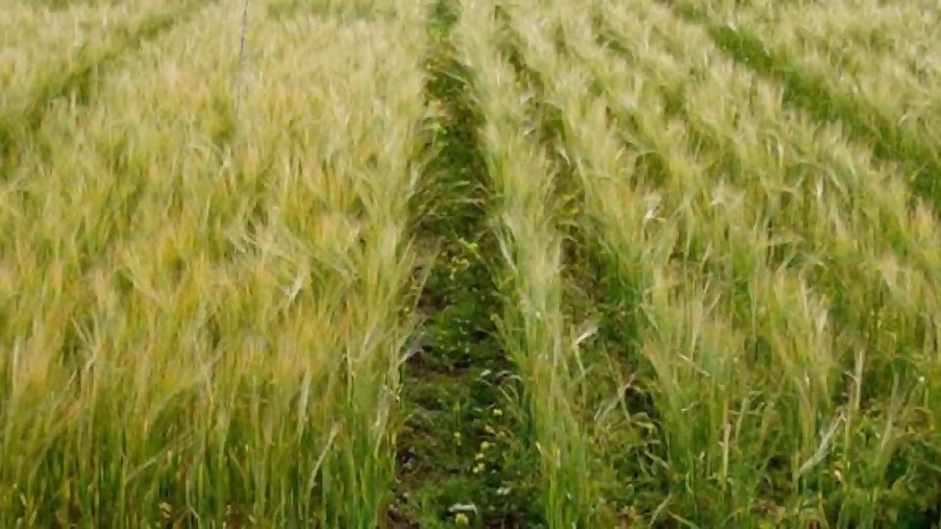 متطلبات زراعة فدان شعير